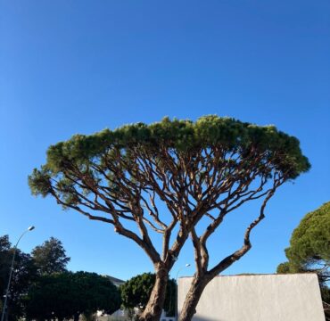 Jardinería y Mantenimiento Aragón Servicios de Tala y Poda de árboles en chalets y comunidades de Cádiz y resto de Andalucía