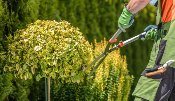 Mantenimiento De Jardines en Vejer de la Frontera