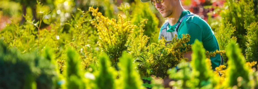 Jardinería y Mantenimiento Vejer de la Frontera - Cádiz - Álvaro Aragón