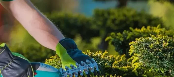 Jardinería y Mantenimiento Vejer de la Frontera - Cádiz - Álvaro Aragón
