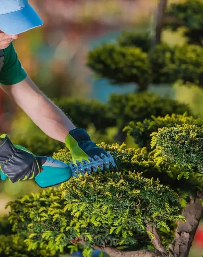 Fumigaciones en Vejer de la Frontera y Cádiz · Jardinería y Mantenimientos de jardines en Cádiz · Servicios de Jardinería, fumigaciones, instalación de césped y limpieza de jardines en Vejer de la Frontera y Cádiz Jardinería y Mantenimiento Vejer de la Frontera - Cádiz - Álvaro Aragón